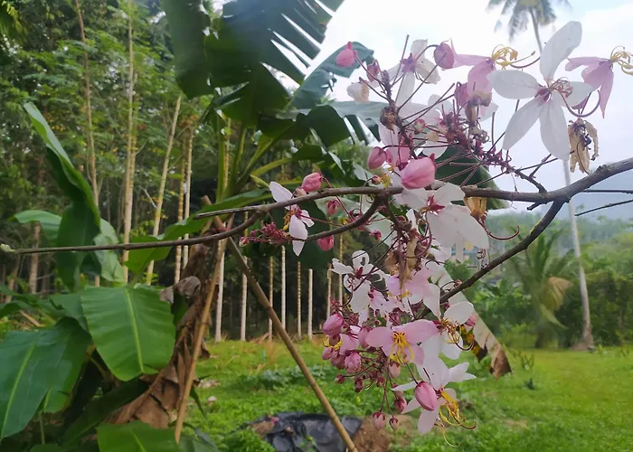Gaarawe